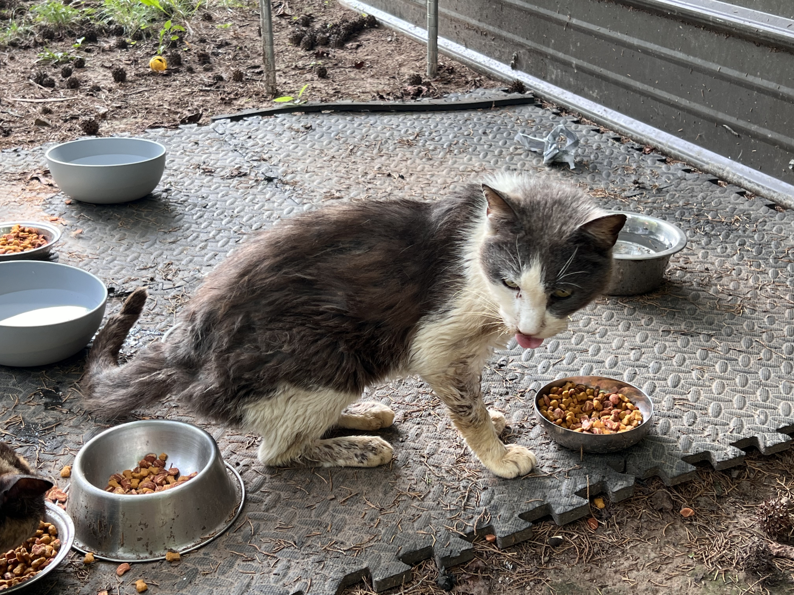 A picture of an underweight cat affected by feline stoamititis.