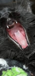 A picture focusing on the visible feline stomatitis symptoms.