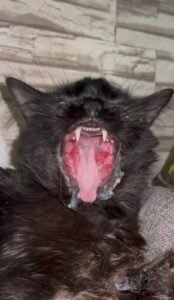 A picture focusing on the visible feline stomatitis symptoms.