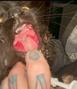 A picture focusing on the visible feline stomatitis symptoms.