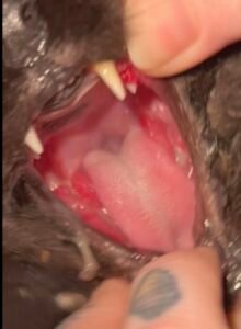 A picture focusing on the visible feline stomatitis symptoms.