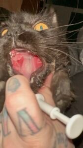 A picture focusing on the visible feline stomatitis symptoms.